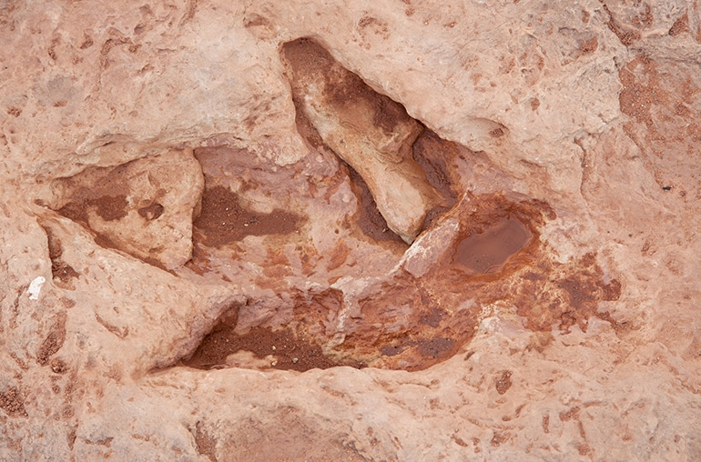 Dinosaur Footprint on Ground